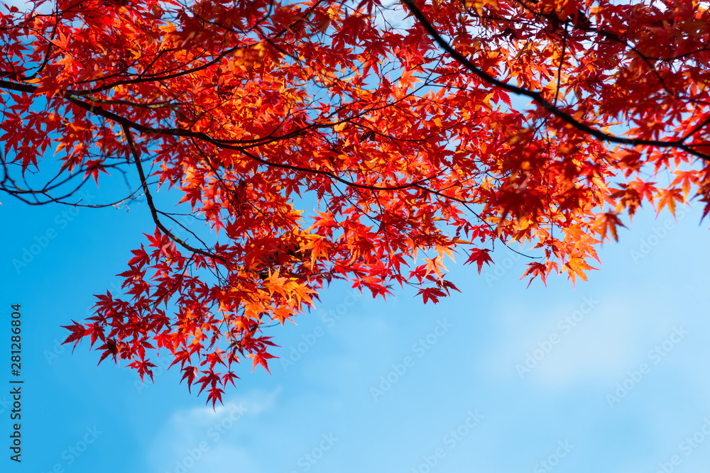 beautiful japanese red maple with blue sky autumn background with copy space beautiful japanese red maple with blue sky autumn background with copy space