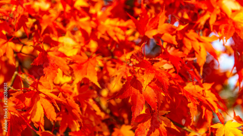 beautiful japanese red maple tree  autumn background