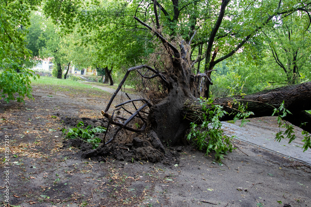 Fallen tree lies on the road in the yard. After the storm. Protruding roots and tree trunk