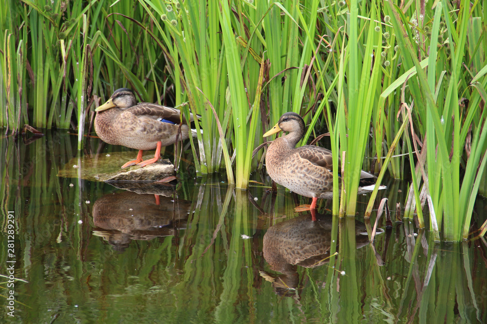 Flock of ducks and grass in Finland nature Flock of ducks and grass in Finland nature