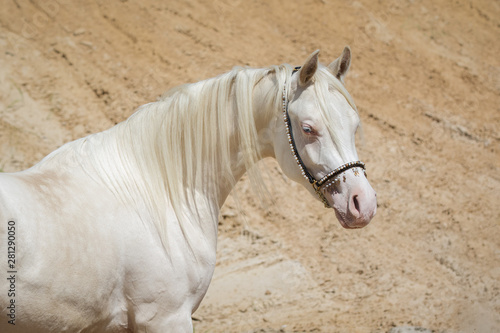 Portrait of a beautiful white Arabian horse with long mane against sandy background