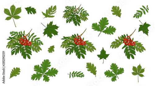 Cuadro en lienzo Set of branches of mountain ash and green maple leaves on a white background