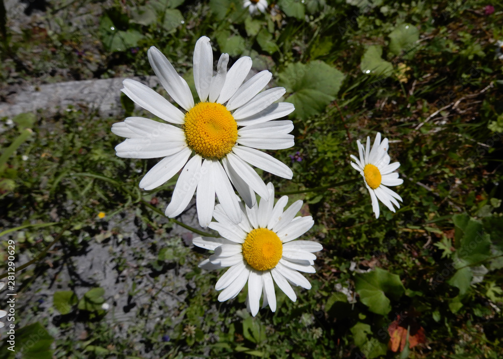 Obraz premium farbenfrohe wilde alpenblumen nahaufnahmen