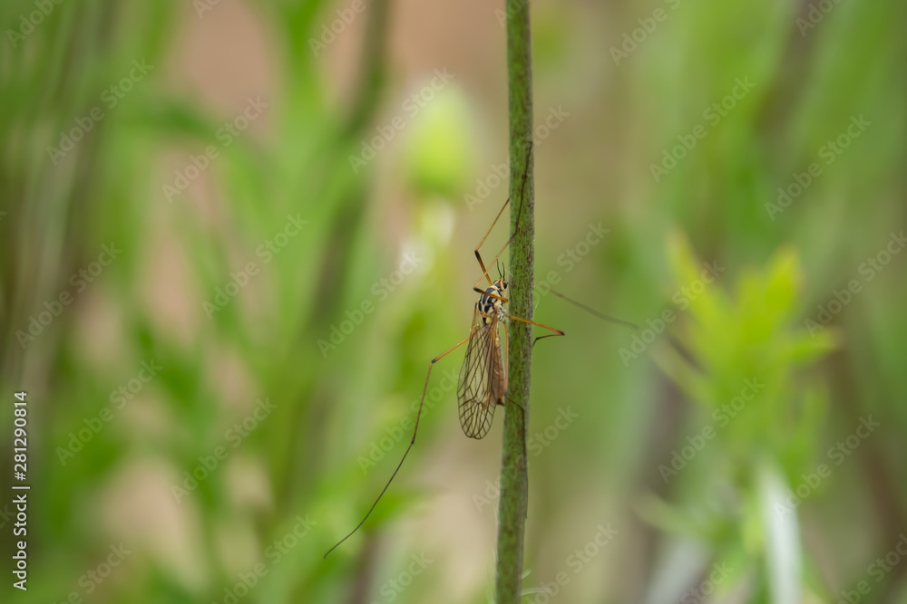 Crane Fly on Stem in Springtime Crane Fly on Stem in Springtime