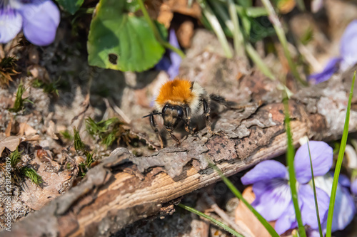 Bumblebee on Ground in Springtime