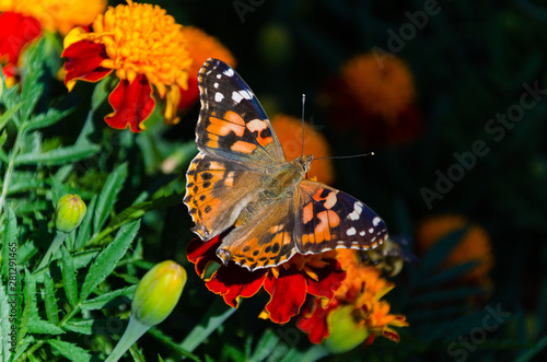 Painted lady butterfly, Vanessa cardui, adult on orange marigold in summertime © mayanko