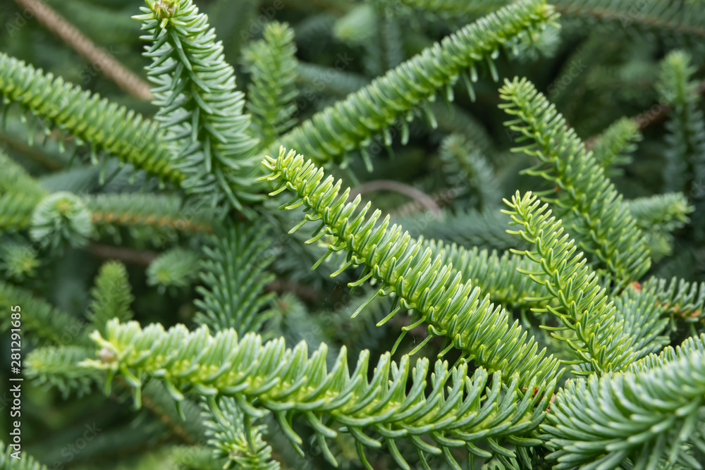 Spruce Leaves in Springtime Spruce Leaves in Springtime