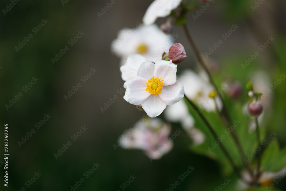 Small Pink Flowers with Blurred Background in a Garden Small Pink Flowers with Blurred Background in a Garden
