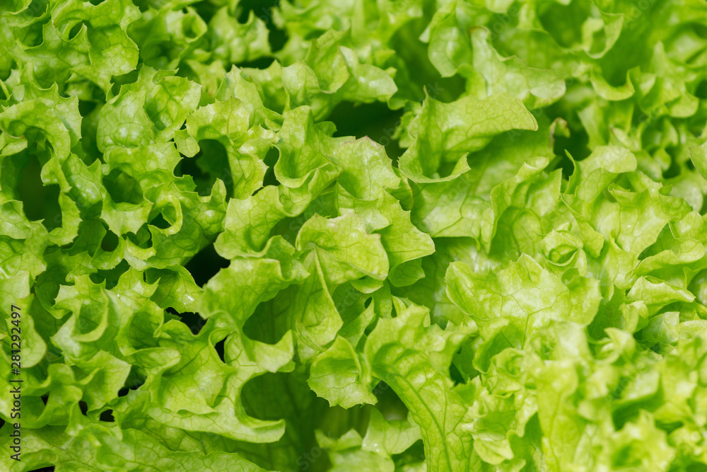 Fresh green leaves salad close up top view. lettuce - healthy food Fresh green leaves salad close up top view. lettuce - healthy food