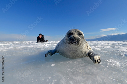 Russia, Lake Baikal, woman watching Baikal seal on frozen lake photo