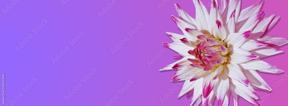 Obraz premium Banner with dahlia on a pink background