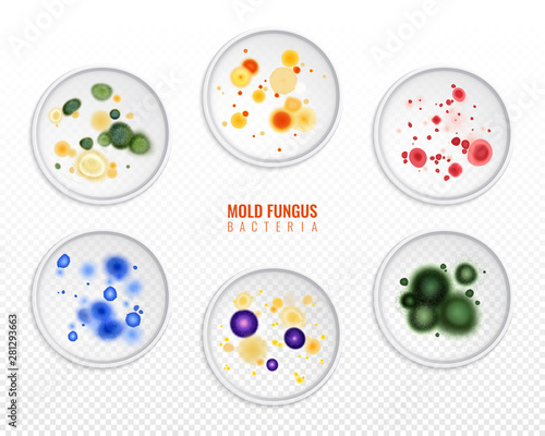 Mold Fungus Colony Set