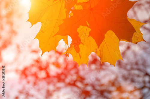 Red maple leaves against the blue sky