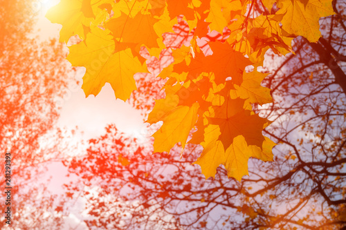 Red maple leaves against the  sky