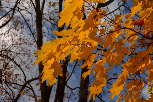 Red maple leaves against the blue sky