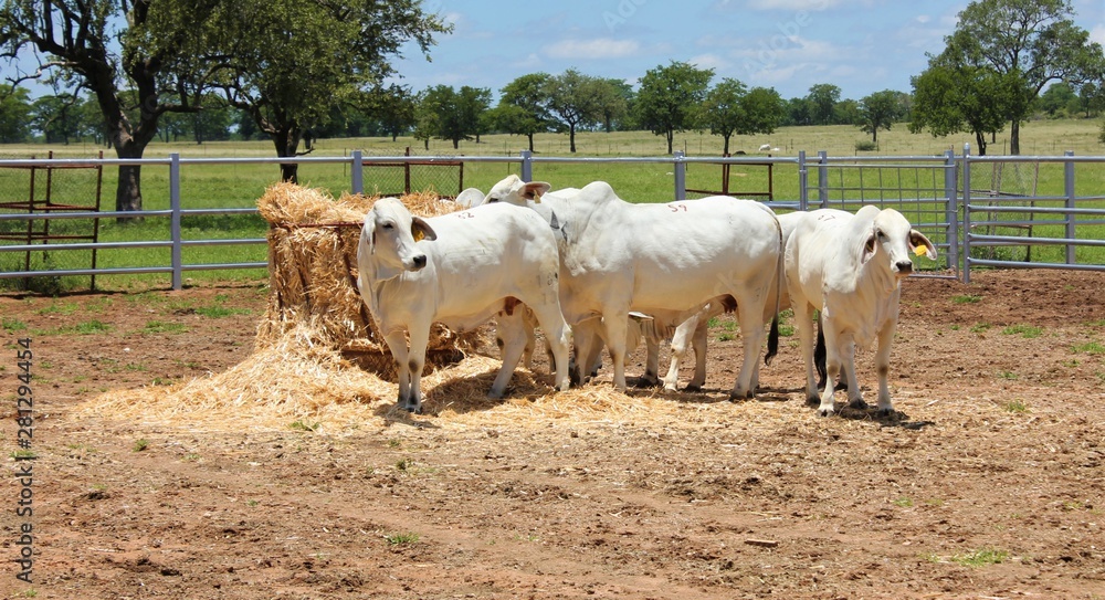 Obraz premium Brahman is a beef breed that’s used most commonly across the USA, South America ,Australia and Southern Africa.