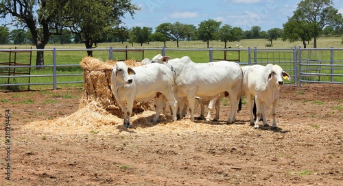 Brahman is a beef breed that   s used most commonly across the USA  South America  Australia and Southern Africa.