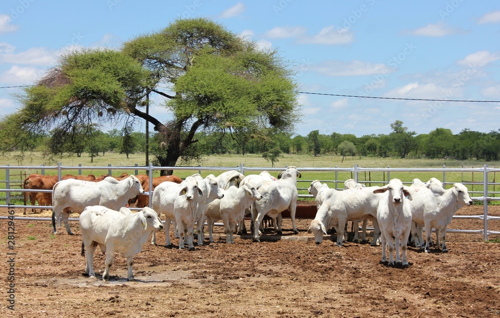 Brahman Is A Beef Breed That’s Used Most Commonly Across The USA, South ...