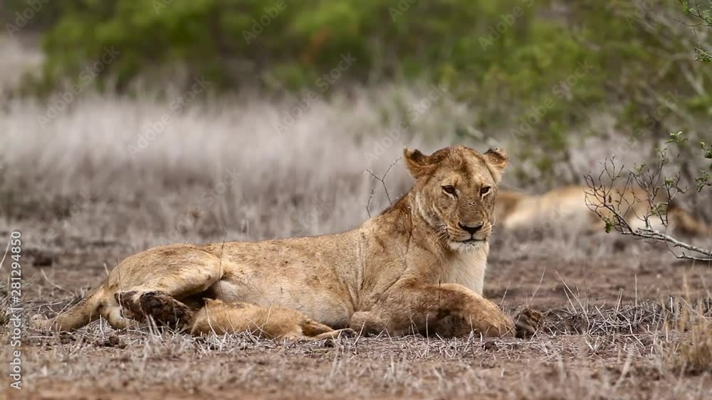 African lion in Kruger National park, South Africa African lion in Kruger National park, South Africa