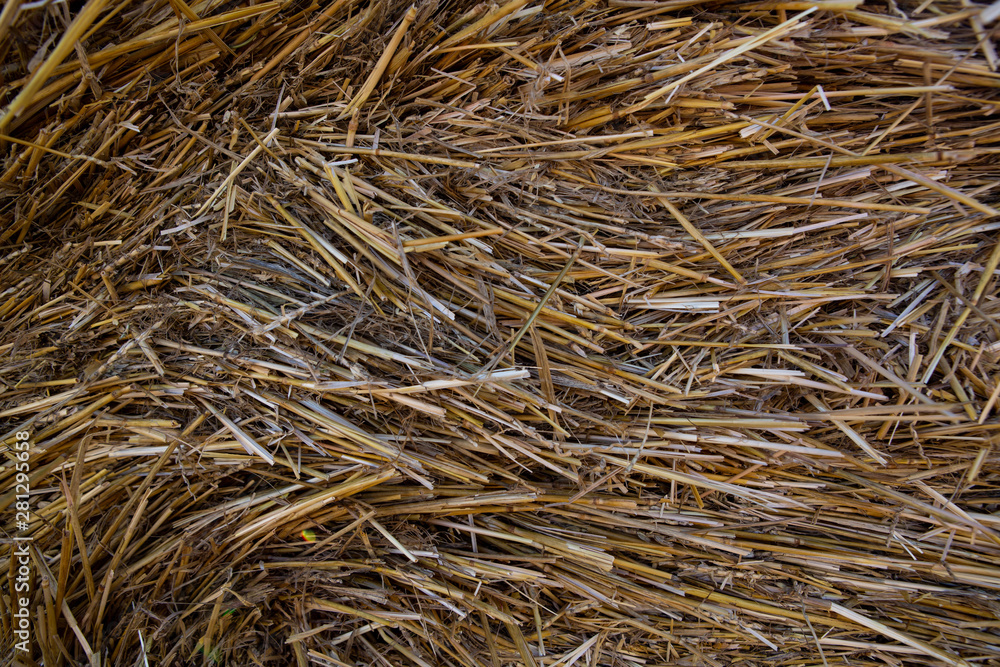 Haystack. Yellow straw. The texture of hay. Background Haystack. Yellow straw. The texture of hay. Background