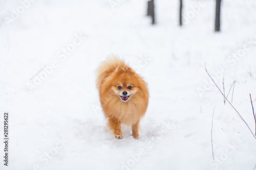Running dog. Pomeranian in snow. Winter puppy. Cute little spitz. Happy active pomeranian spitz in winter. adorable red/orange Pom is a breed of dog of the Spitz. © Andrew