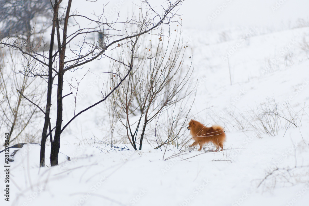 Small dog breed Pomeranian Spitz posing and watching the beautiful winter forest. back view Pomeranian on white snow. Winter puppy. Cute little spitz. adorable red/orange Pom Small dog breed Pomeranian Spitz posing and watching the beautiful winter forest. back view Pomeranian on white snow. Winter puppy. Cute little spitz. adorable red/orange Pom