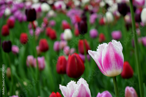 Field of pink, white, red and purple tulips. Floral background