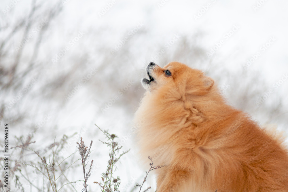 Closeup Portrait of Red Pomeranian Spitz howls. Profile view. Brown pomeranian puppy dog. Barking small dog breed Pomeranian Spitz. Winter puppy. Cute little spitz. adorable red/orange Pom