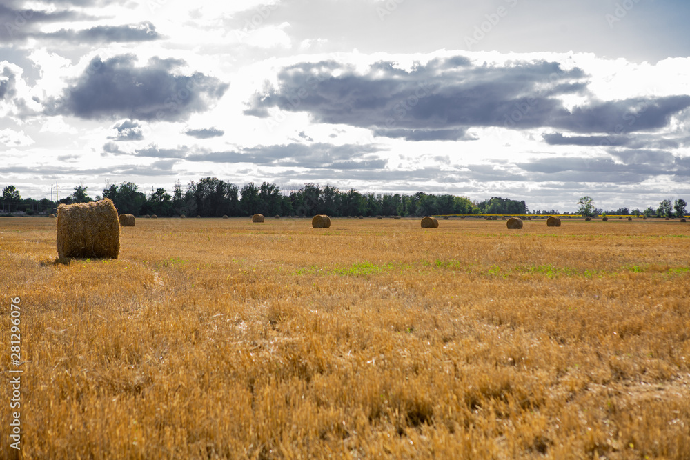 Hay bail harvesting in golden field.  Rural nature in the farm land. Grain crop, harvesting.
