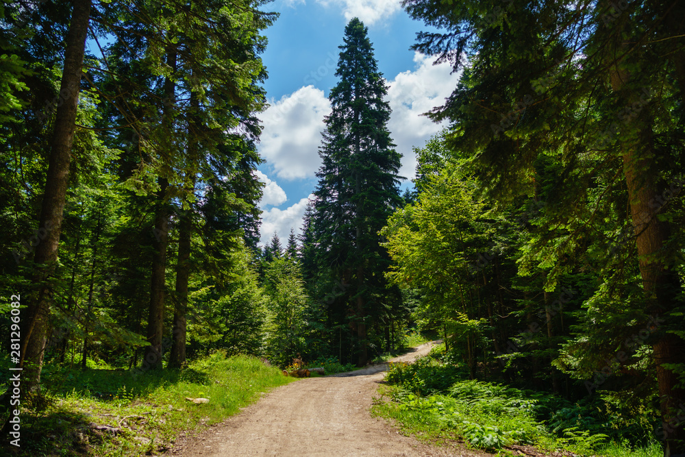 Dirt road in the mountains with conifers Dirt road in the mountains with conifers