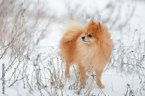 Small dog breed Pomeranian Spitz stands on white snow. Running dog. Pomeranian in snow. Winter puppy. Cute little spitz. Happy active pomeranian spitz in winter. adorable red/orange Pom © Andrew