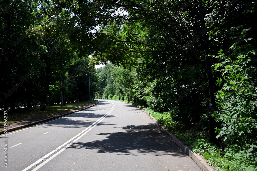 Asphalt road with double line marking in the forest on a sunny day