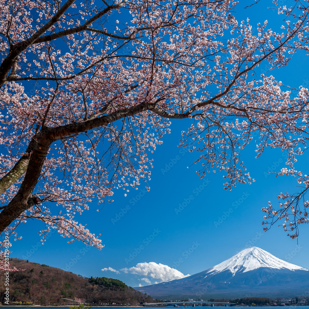 Mt. Fuji in the spring time with cherry blossoms at kawaguchiko Fujiyoshida, Japan. Mt. Fuji in the spring time with cherry blossoms at kawaguchiko Fujiyoshida, Japan.