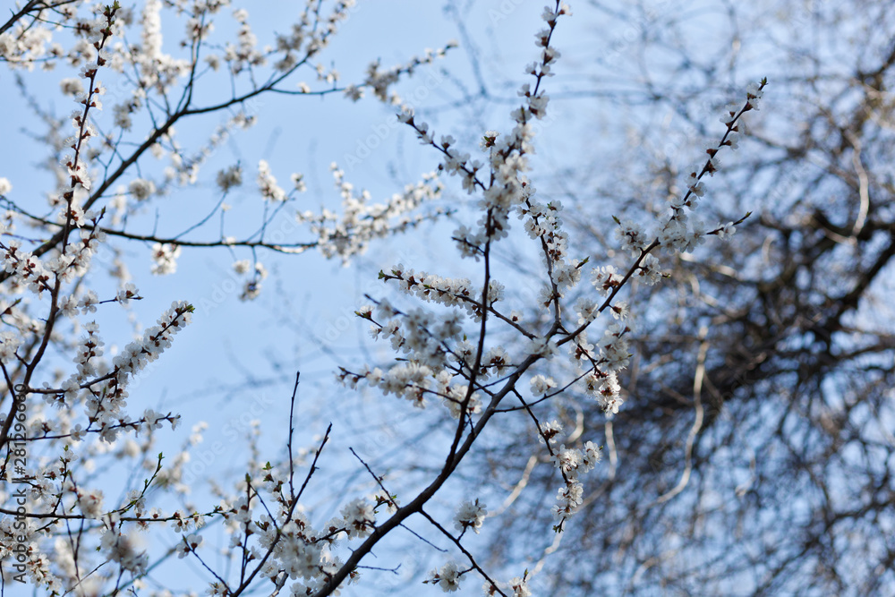 Branches with white flowers. Apple tree in blossom Branches with white flowers. Apple tree in blossom