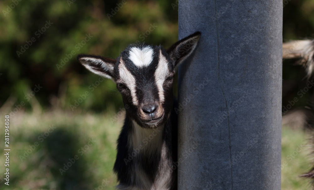 Black and white baby goat stand on green lawn on farm Black and white baby goat stand on green lawn on farm