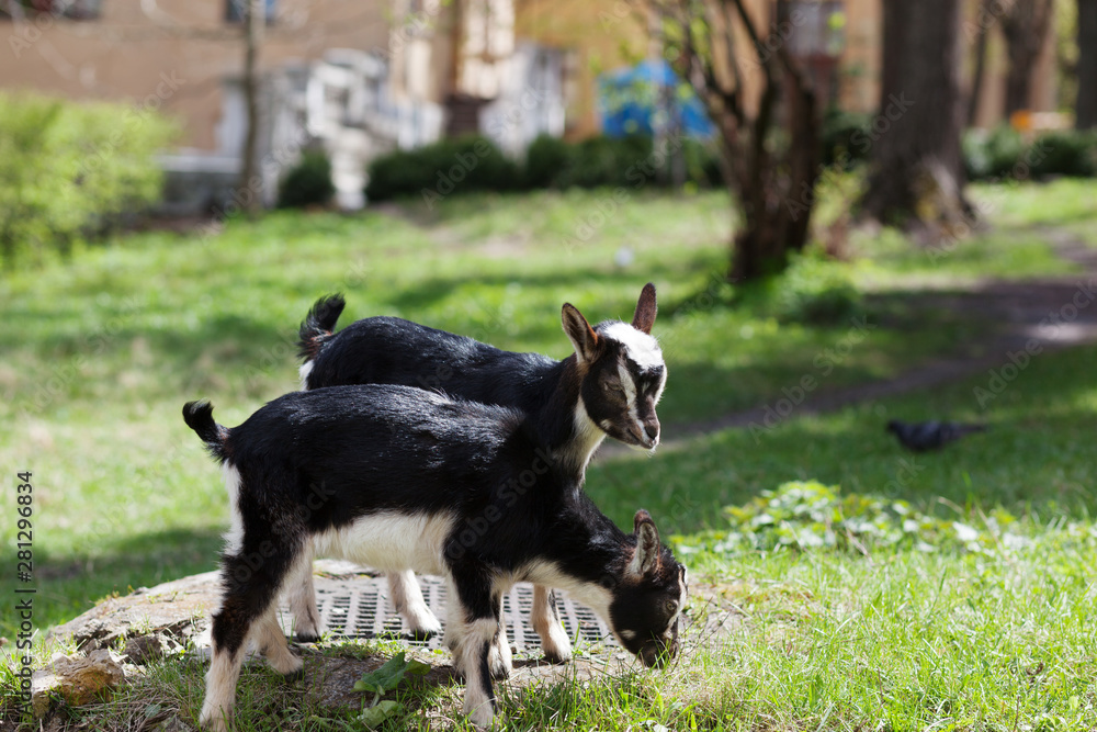 Two black and white baby goat stand on green lawn on farm