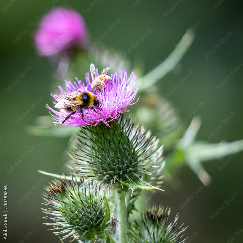 Fototapeta premium Buff-tailed bumblebee (Bombus terrestris) gathering pollen from a Thistle