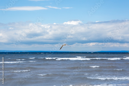 Seagull flying against the blue sea