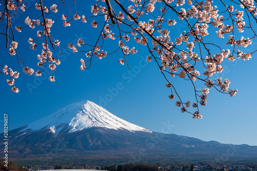 Mt. Fuji in the spring time with cherry blossoms at kawaguchiko Fujiyoshida  Japan.