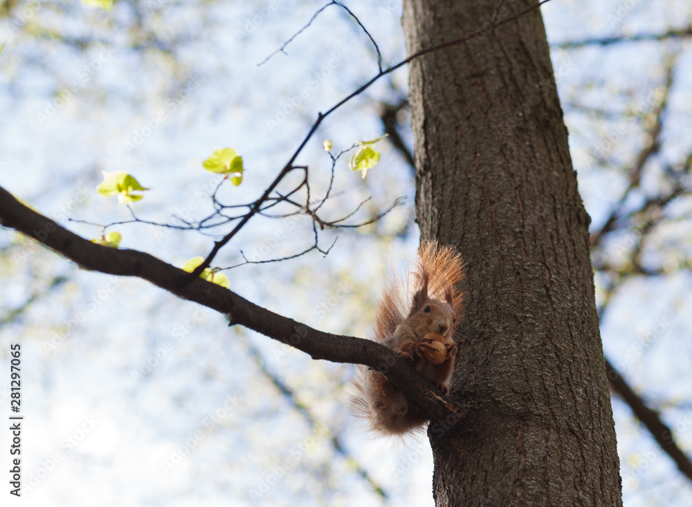 Amazing red squirrel in autumn park Amazing red squirrel in autumn park
