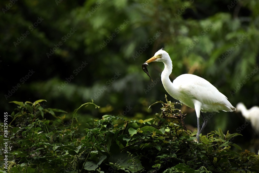 Great egret which Travel Thousands Of Miles to Reach Some Parts Of India Great egret which Travel Thousands Of Miles to Reach Some Parts Of India