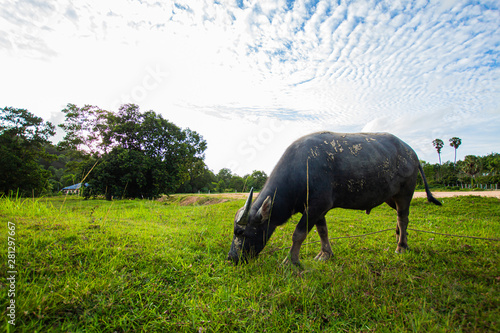 Thai buffalo, male, adult Eating grass in the grass, in Phuket, Thailand