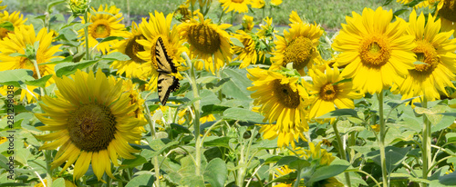 Fototapeta Naklejka Na Ścianę i Meble -  Butterfly in sunflower field