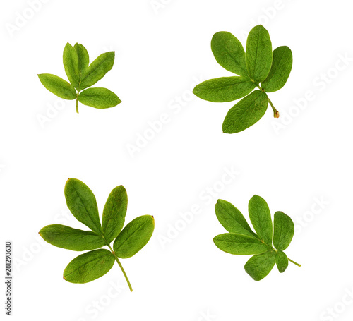Set of small green leaves