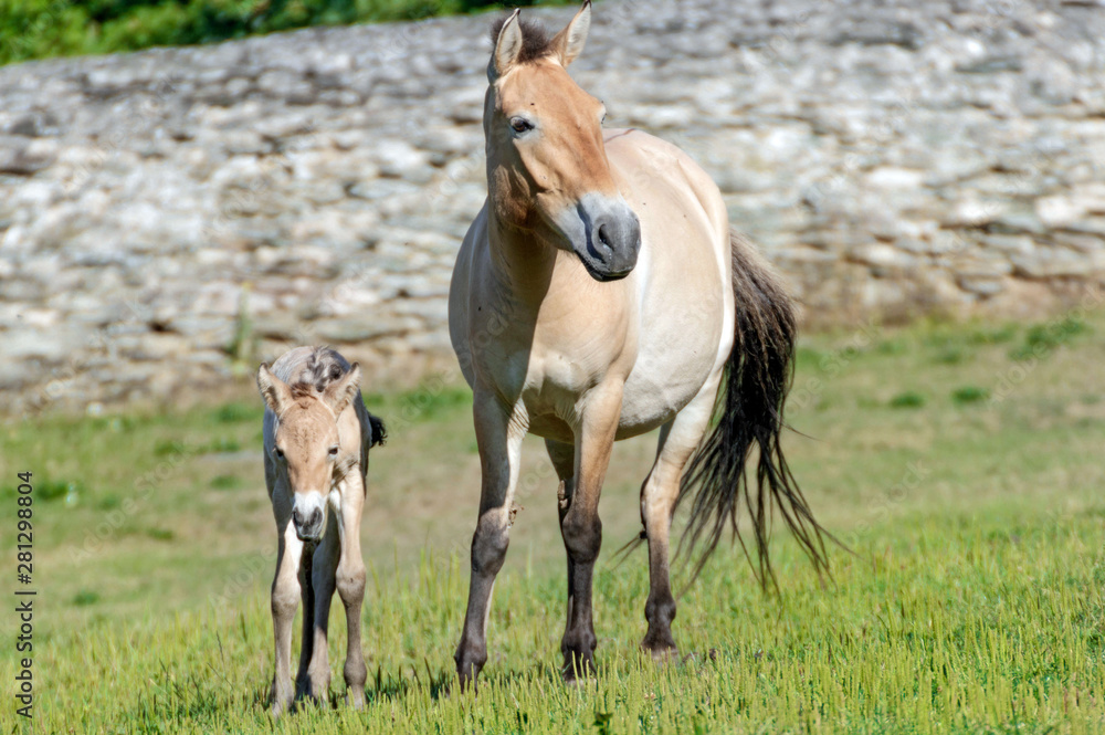 mare with foal on a meadow 