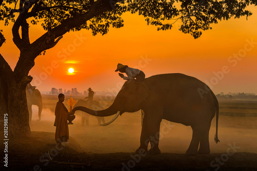 Photography Elephant made merit a monk's bowl