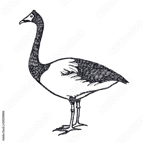 Hand drawing Vector illustration Ducks and geese The Magpie Goose