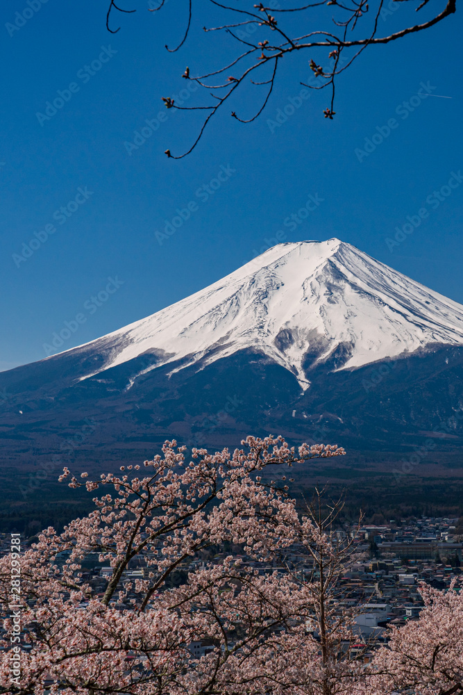 Obraz premium Mt. Fuji in the spring time with cherry blossoms at kawaguchiko Fujiyoshida, Japan.