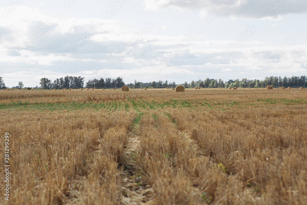 Hay bail harvesting in golden field.  Rural nature in the farm land. Grain crop, harvesting.