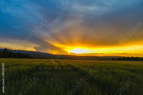 beautiful sunset on a cereal field during a cloudy spring day - Image